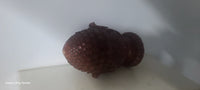 Galba Finial, For Wood Curtain Rods Rosewood (Set of 2)