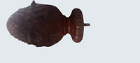 Wooden knob on a ruler for scale